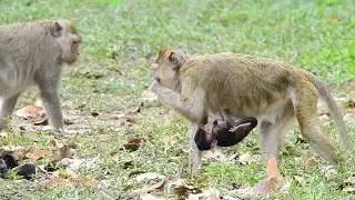 Monkey In Group Amari Finding Food In Front Bayon Temple
