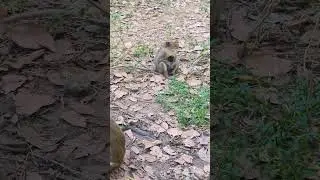 Monkeys hug babies