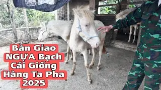 Handover of Cremello Hybrid Breed in Bac Ninh | BACH MA TV