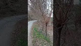 Autumn-202 #shorts #nature #shortsvideo #shortvideo#short #shortsviral #shortvideos #shortsyoutube