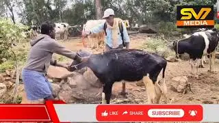 తనకల్లు మండలం తుమ్మలవారిపల్లి గ్రామంలో పశు వైద్య శిబిరం