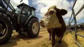 They breed 'em crazy in Eneabba