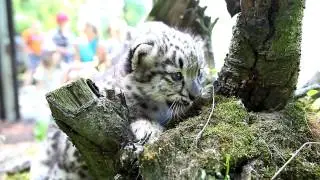 Dwa irbisy - pantery śnieżne urodziły się w ZOO w Opolu