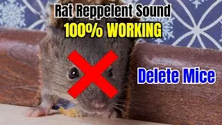 📢 Natural Sound Barrier! Create an Invisible Force Field Against Rats Using This Chirping Tone 🐁