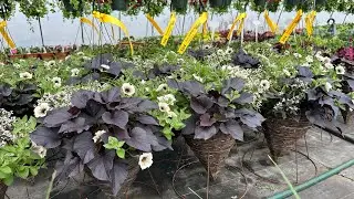 Flower planting ideas for Spring and Summer Containers