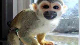 Baby Monkey Jumping & Playing #MonkeyBooCrew PlayRoom