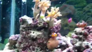Awesome 56 gallon reef aquarium