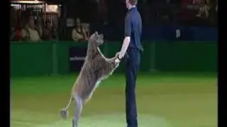 Canine freestyle training display part 2 with Richard Curtis at Crufts 2009