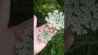 Food & Medicine: Queen Anne's Lace