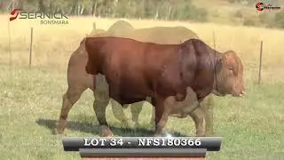 LOT 34   NFS18 366