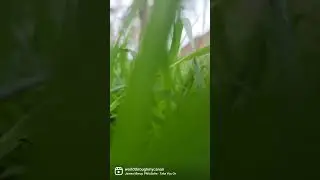 #subscribe #like #reels #video #fun #travel #december #california #grass #rain #afterrain #color