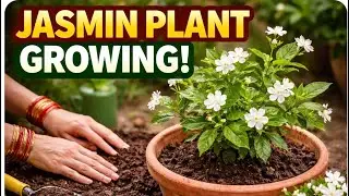 plants growing in pot 