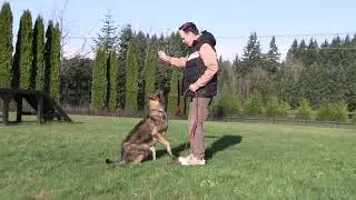 Послушание шаг за шагом, день за днем! Kraftwork K9 Pro German Shepherds