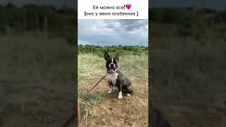 #dog #собака #trenddog #рекомендации #топ #актив