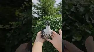 Abc Racing pigeons coming soon at auctions follow us #golebiepocztowe #racingpigeons #oneloftrace