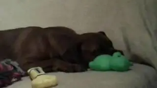 Mijn Liuje hond luna