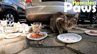Saving a Cat and Her Kittens from Hunger &ndash; Help for Homeless Cats