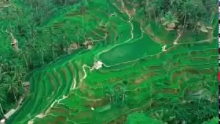 Keindahan Alam Cekingan Rice, Terrace, Bali, Indonesia