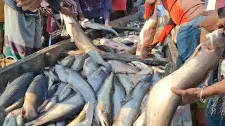 WOW Amazing Net fishing fisherman kill#sarol greatest fishing/soul grade  Fishing video/