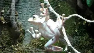 Borneo Eared Frog Climbs on the Glass