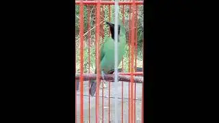 cucak hijau gacor