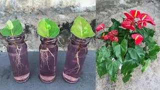 Tips for propagating Anthurium plants in the country