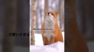 可愛いすぎるキタキツネちゃん🦊🧡#animal #animals #fox #hokkaido #キタキツネ #キツネ #動物 #北海道 #野生動物 #可愛い