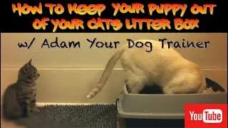 Keeping your Dog out of your Cats Litter box!! Live Chat #28
