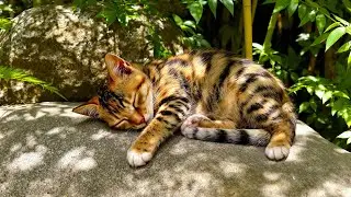 Peaceful Music for Cats 🐱 12 Hours of Calm, Comfort & Winter Serenity