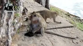 how monkey action eating and playing with family ,Primitive Survival wildlife