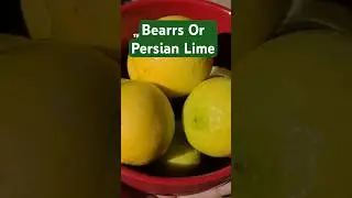 Harvesting Bearss (Persian) Limes: Seedless and Juicy!
