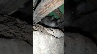 I found fearless mouse in my poultry farm