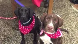 Atlanta Lab Rescue - Happy Tails 2014