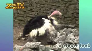 Zoo Safari - Ostrich mating display - Struisvogel balts #01