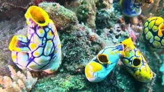 Extended highlights of 2-day Lembeh Strait diving stop-over in December of 2022.