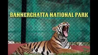 Wildlife | Bannerghata National Park | Weekend | Bengaluru | NISHK STUDIOS