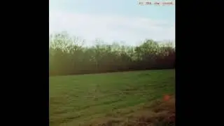 Orchid Mantis - No One Else Around
