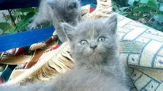Little kitties