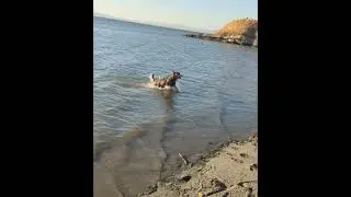 Its summertime back at the beach.#animals #husky ##belusky #belgianmalinois #dog #puppy #doglover
