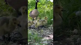 Goose family walk aldershot uk✋🏼✋🏼😄