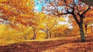 The Copper Forest in Pujerra