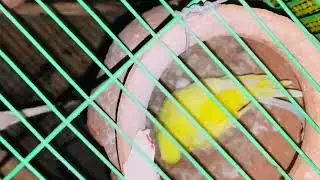 Parrot breeding farm in Pakistan | Parrot breeding time | Bird breeding room setup