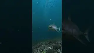 Close Call with Huge Great White Shark 🎬 Fabian Clinton #Shorts #SharkWeek
