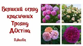 Огляд Англійських троянд Д.Остіна Charles Austin, Teasing Georgia, Graham Tomas та інші