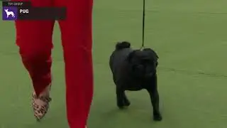 Pugs | Breed Judging 2020