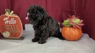 Leslie the female toy poodle!