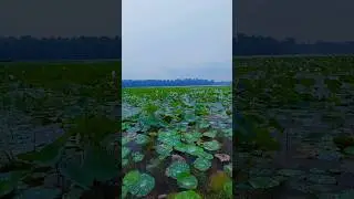#rain #rainyday #plants #lake #lotus #white #green #monsoon #kerala #india