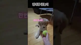 뽕순이 공놀이 엄마편 #리트리버 #강아지 #애견영상 #골든리트리버 #반려견 #retreiver #강아지일상 #goldenretreiver #반려동물 #goldenretreivers