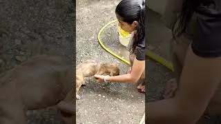 🥹🙏#love#shortsfeed #trendingshorts#youtubeshorts#cute #charity#trending#pets#trust#puppy#shorts