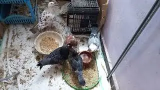 تربية الحمام بعد فشل كتير